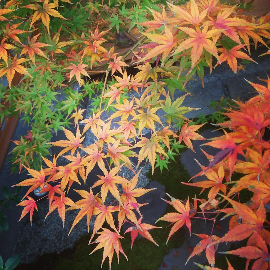 Yunokian Villa Kyoto Ngoại thất bức ảnh